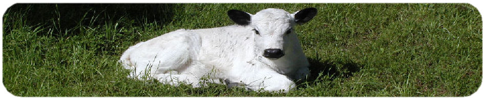 British White Baby Calf Picture